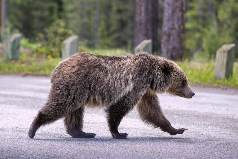 Mother Goes Viral Shield Son From Bear Eating Their Enchiladas