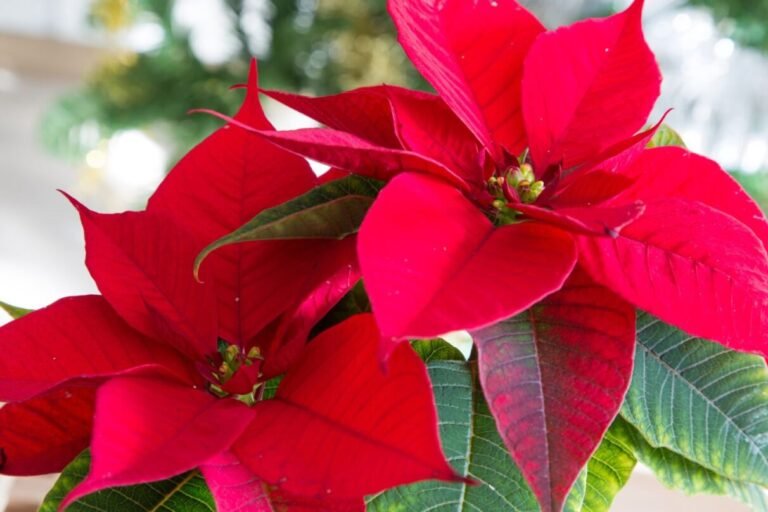 Did You Know Poinsettia is Originally from Latin America?